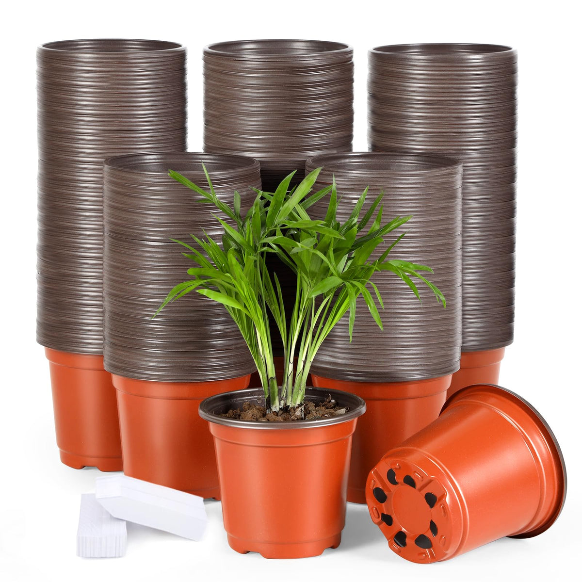 Hemikaki 4-inch plastic pot opening for seedling setup and transplanting.