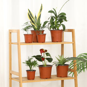 Hemikaki plant labels included for easy labeling