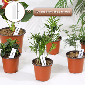 Hemikaki plant labels included for organized planting and labeling.