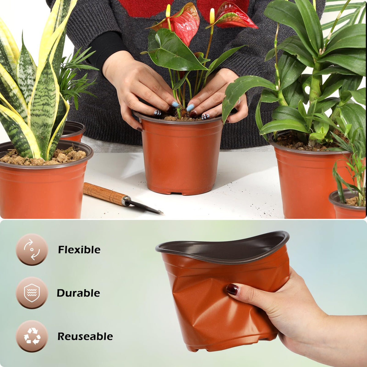 Hemikaki seedling transplant use for indoor and outdoor care