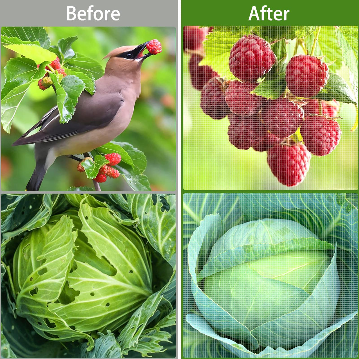 HENAYUK see-through mesh supports monitoring plant growth without removing protection.