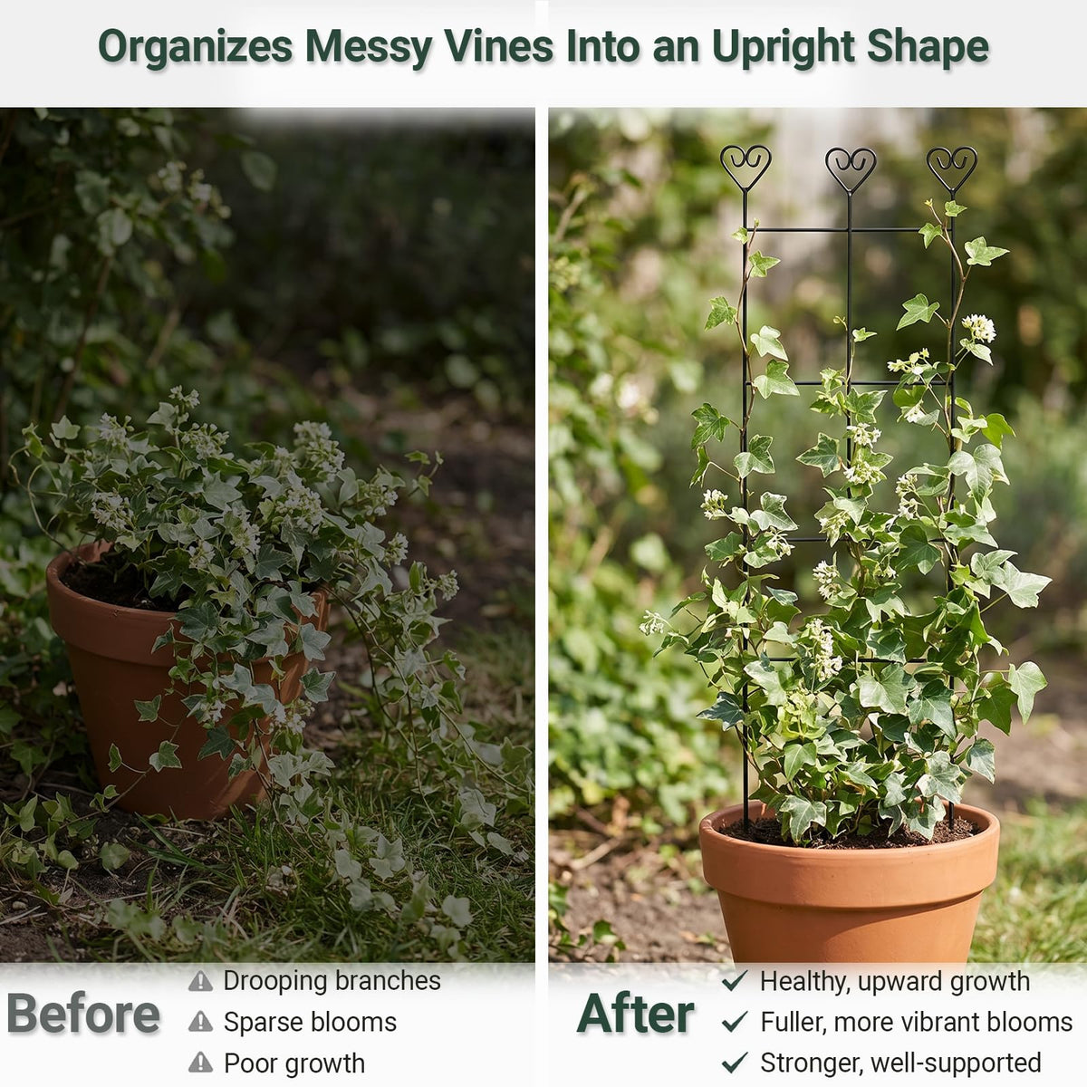 Hensal indoor-outdoor trellis 2-pack helps train vines neatly with minimal effort