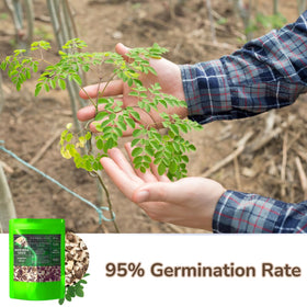 HERBALISTA Moringa Seeds non-gmo, grown without genetic modifications