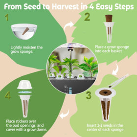 Herblink plant food A&B helps healthy basil growth indoors.