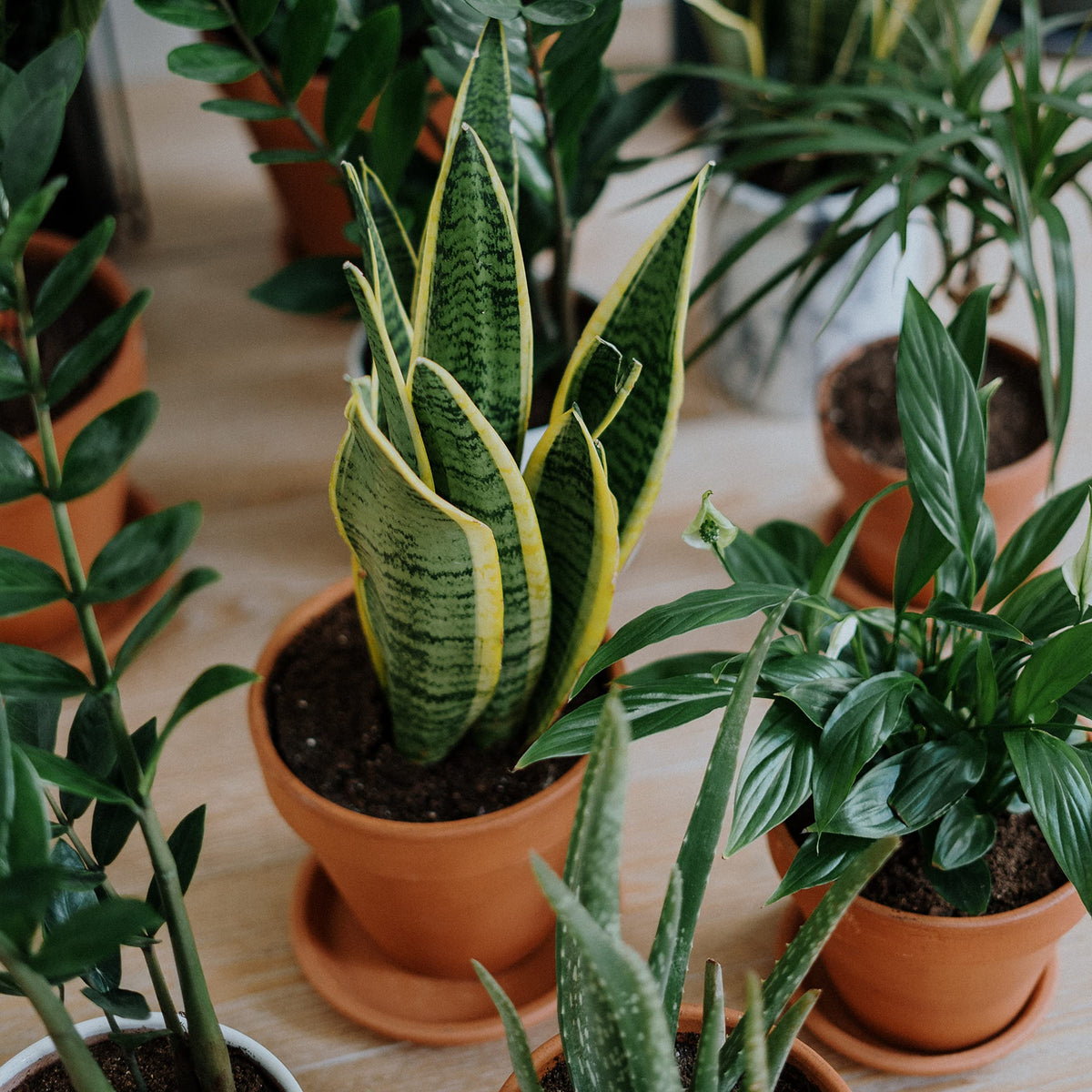HERDUK 4-inch pots perfect for classroom projects and events.