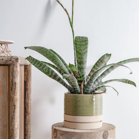 HERDUK herbs-succulents pot base space supports stability and growth.