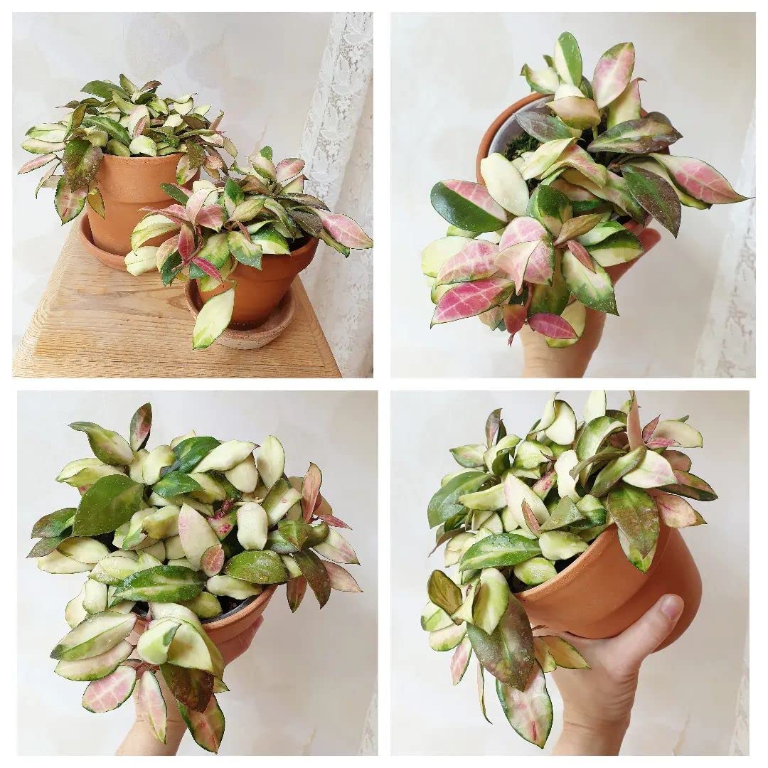 HERDUK terracotta pot closeup reveals breathable clay perfect for healthy roots.