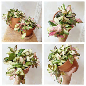 HERDUK terracotta pot closeup reveals breathable clay perfect for healthy roots.