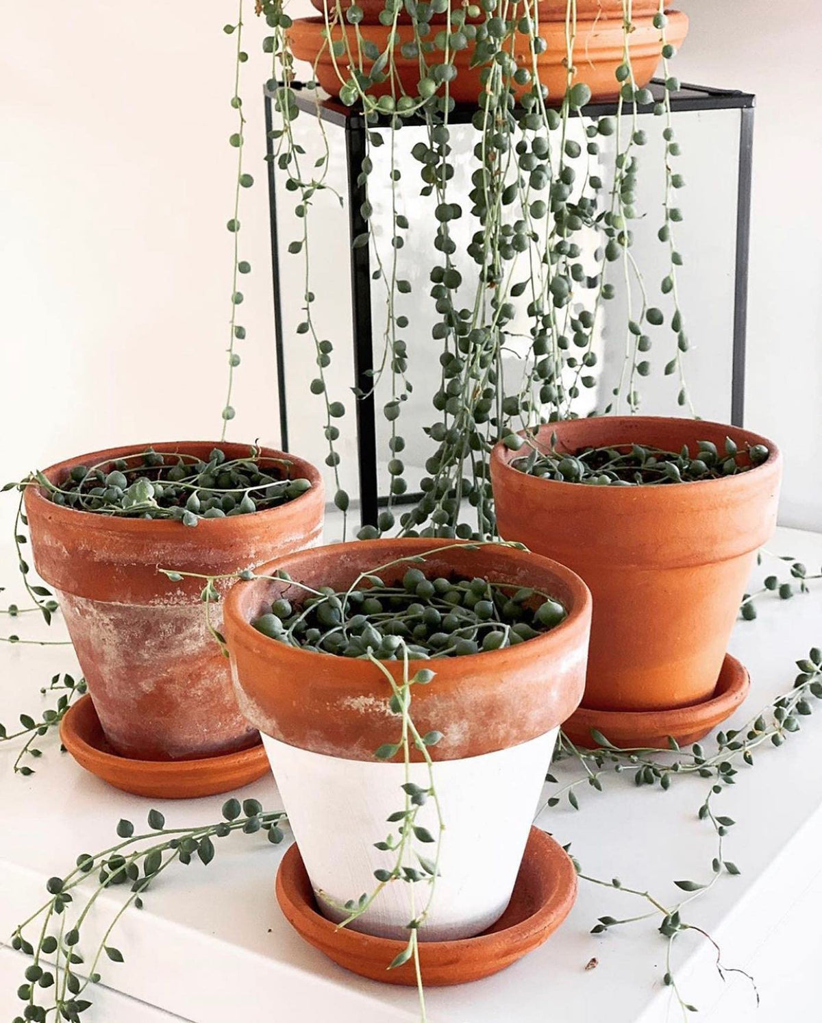 HERDUK 4-inch terracotta pot on windowsill showcases compact indoor use.