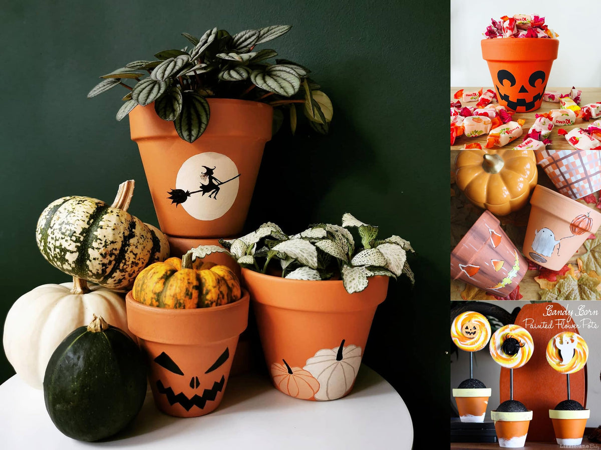 HERDUK pots in reinforced packaging ready for classrooms or gifting.