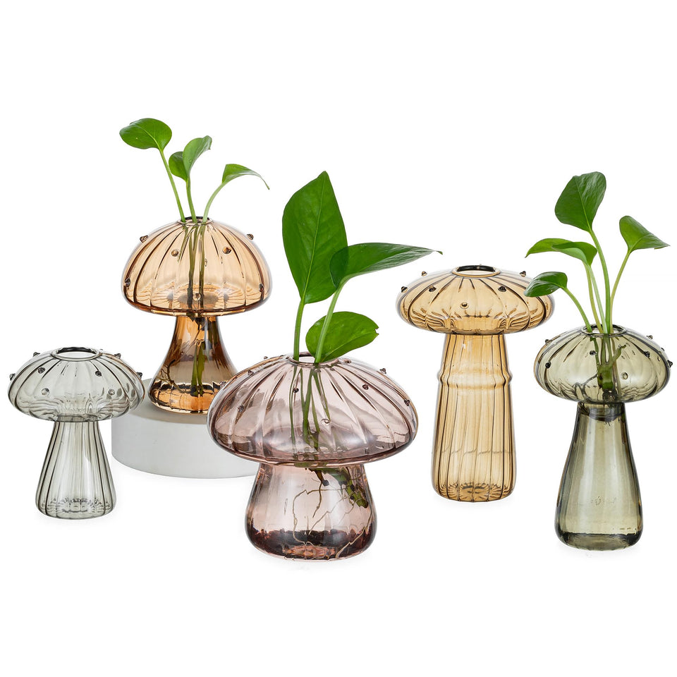 Hewory amber mushroom propagation jar for observation and decor on a shelf