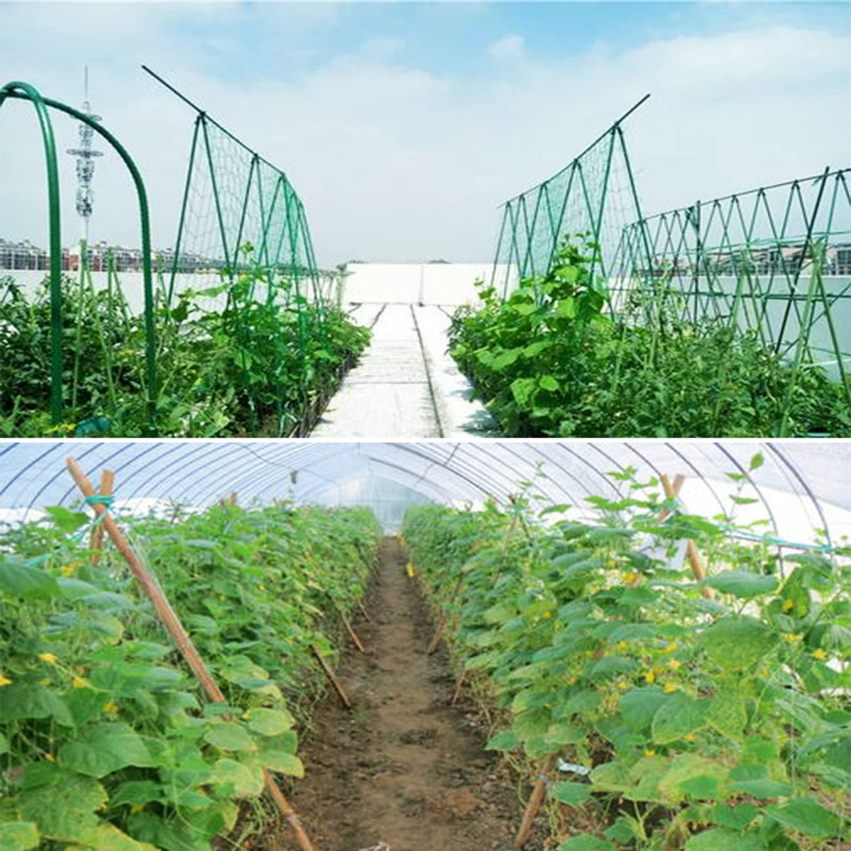 HHTHH Pumpkin-friendly trellis with slings helps lift and cradle heavy fruit.