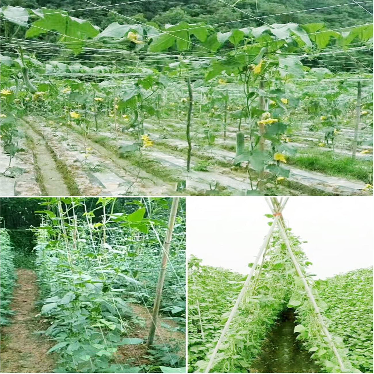 HHTHH White Trellis Netting supports cucumbers and tomatoes in a tidy garden.