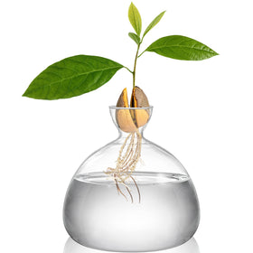 Hiceeden avocado seed starter vase in clear glass for observing growth.