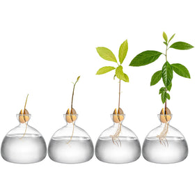 Hiceeden avocado seed starter vase root growth view ideal for education.