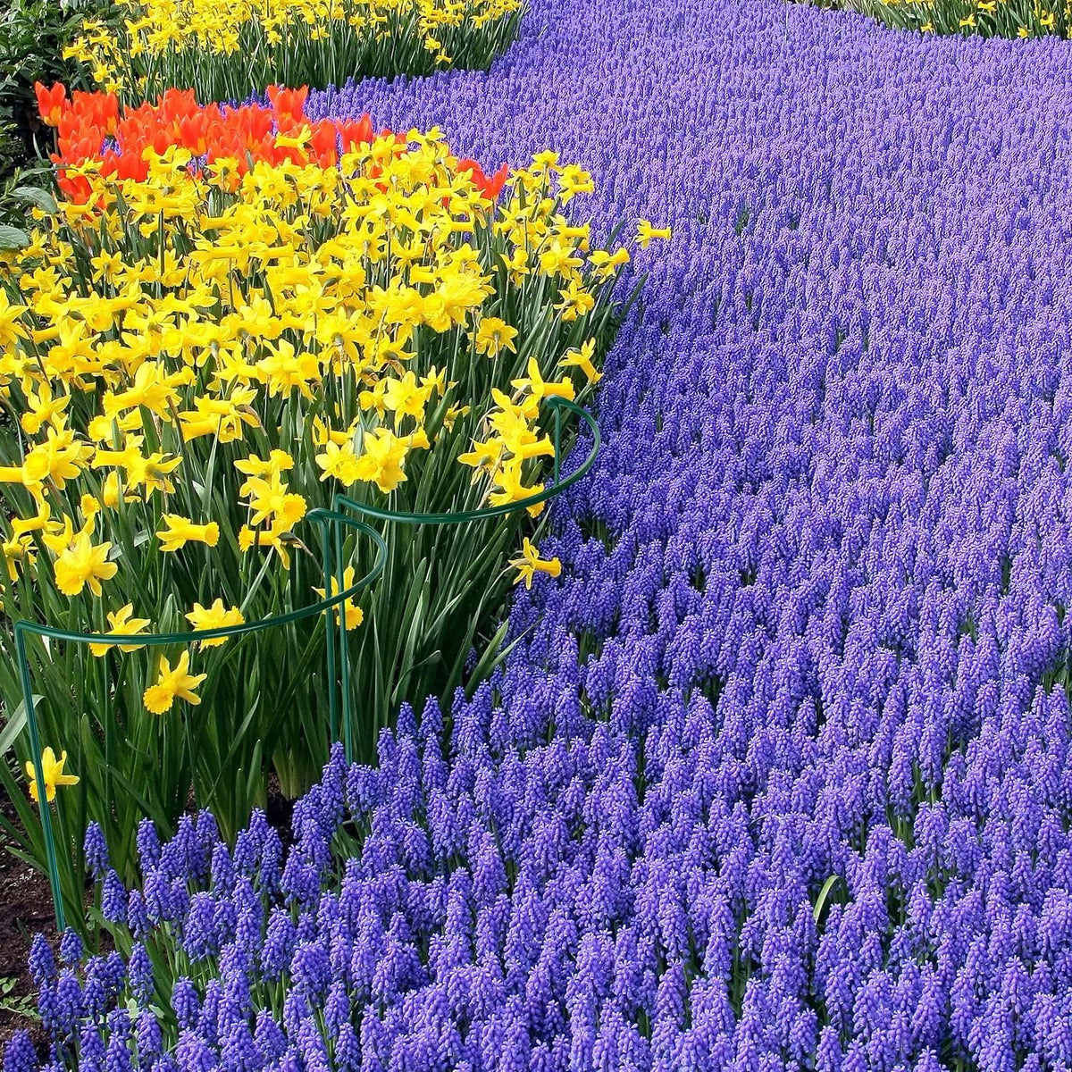 HiGift border-ready cages help define garden paths while supporting top-heavy blooms.