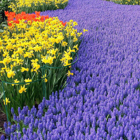 HiGift border-ready cages help define garden paths while supporting top-heavy blooms.