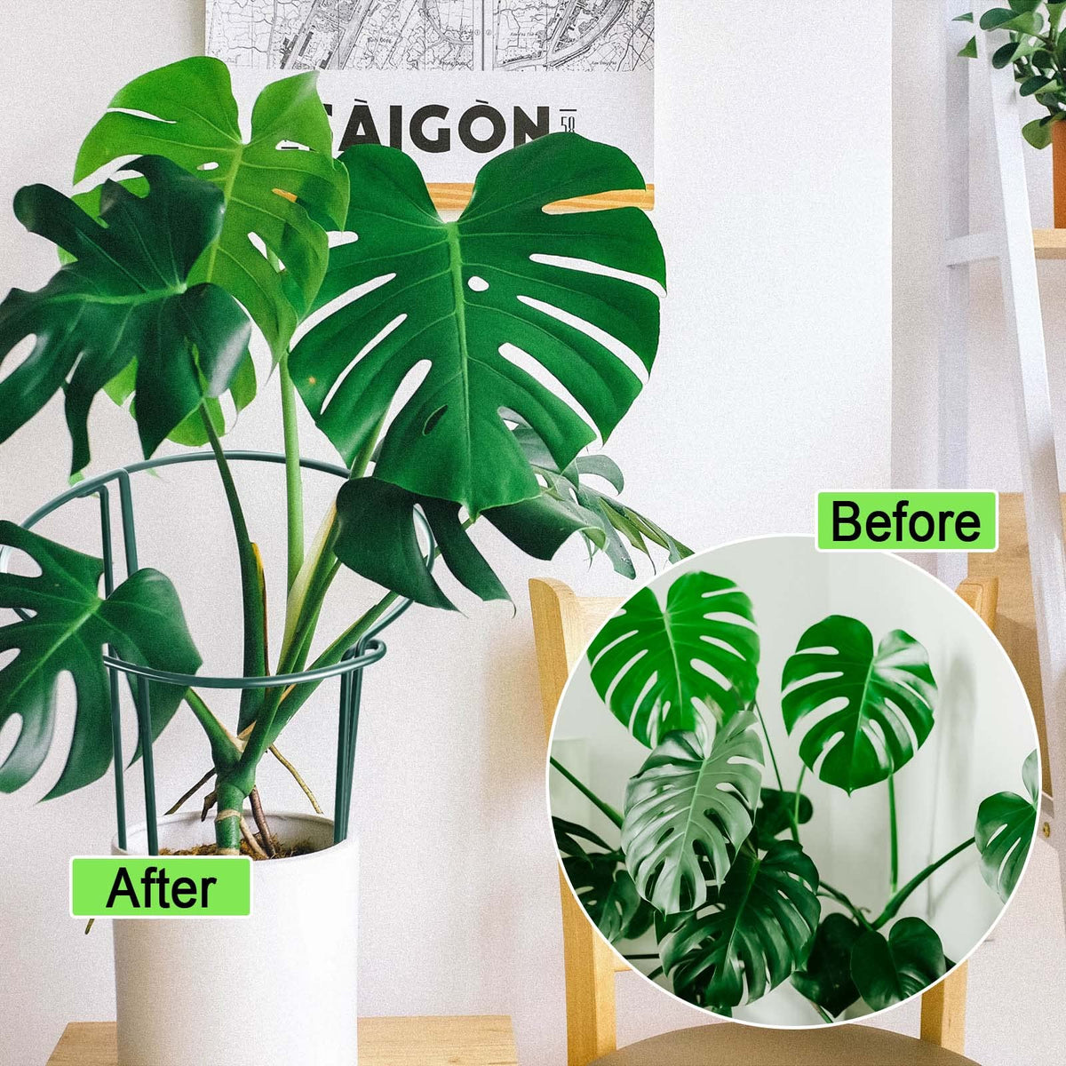 HiGift dark green plant cage provides discreet support for hydrangeas and roses.