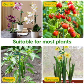 HiGift supports rose, amaryllis, and lily with a single-stem stake.