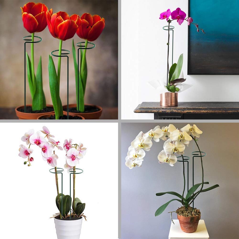 HiGift stake protects tall stems from wind and heavy blooms.