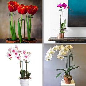 HiGift stake protects tall stems from wind and heavy blooms.