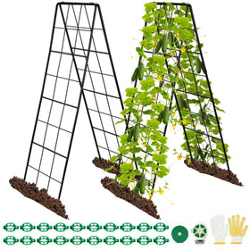 HIHADUUM 2-Pack 50-Inch tall A-frame trellis providing vertical growth for cucumbers.