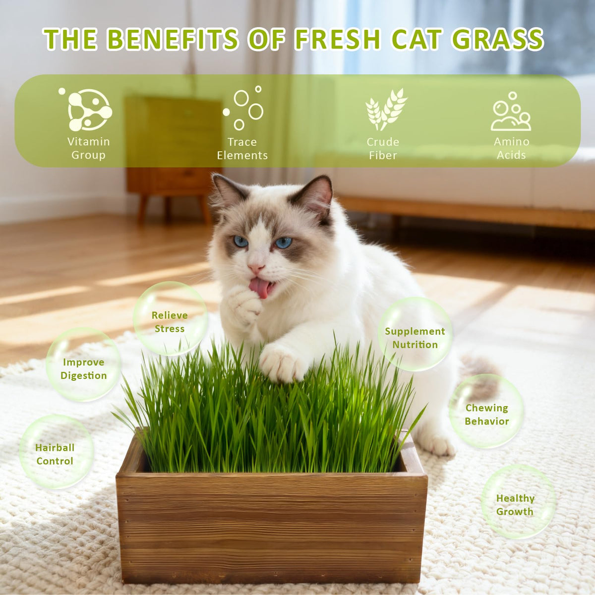 HiHOYA cat grass seeds pack offering five planting cycles.
