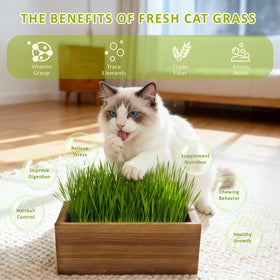 HiHOYA cat grass seeds pack offering five planting cycles.