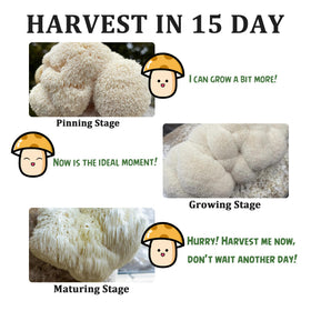 HiHOYA fresh Lion's Mane mushrooms ready to enhance meals.