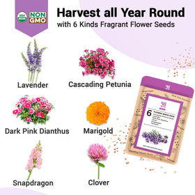 HiHOYA grow baskets and domes supporting healthy root development.