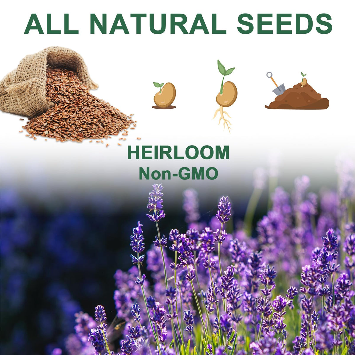 HiHOYA grow domes maintain humidity for steady seedling development.