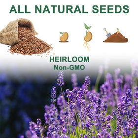 HiHOYA grow domes maintain humidity for steady seedling development.