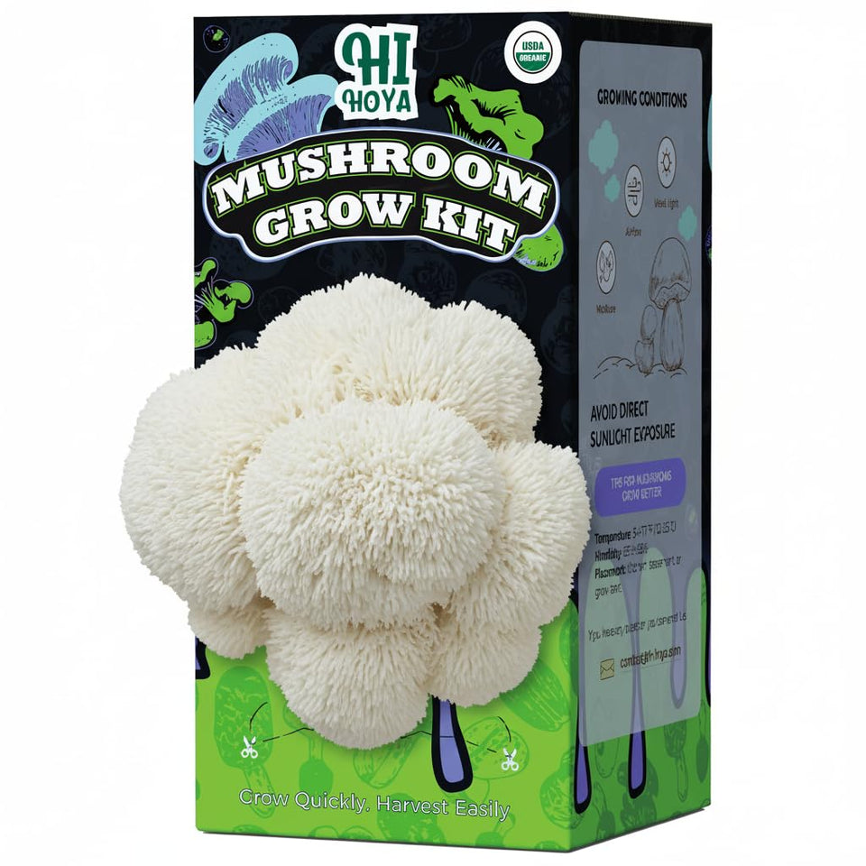 HiHOYA Lion's Mane log ready to cultivate delicious mushrooms at home.