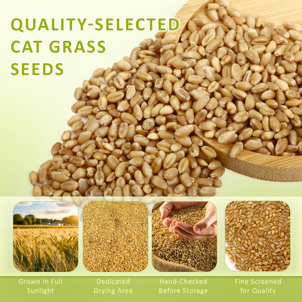 HiHOYA ready-to-grow cat grass scene highlights fast germination.