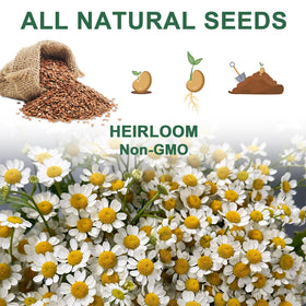 HiHOYA tweezers and A&amp;B plant food support precise handling and feeding.