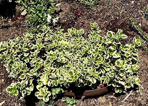 Hillside Planter planting-on-hill-terrace enables lush greens on slopes