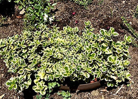 Hillside Planter planting-on-hill-terrace enables lush greens on slopes