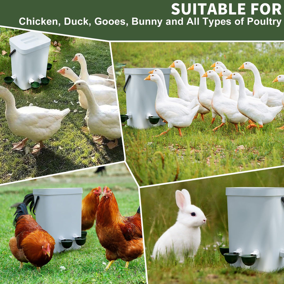 Hipykat chicken-water-dispenser shown in coop with multiple birds.