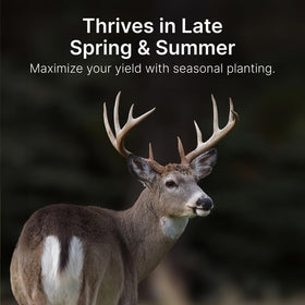 Hit List Seed Grain Sorghum deer bedding and cover benefits