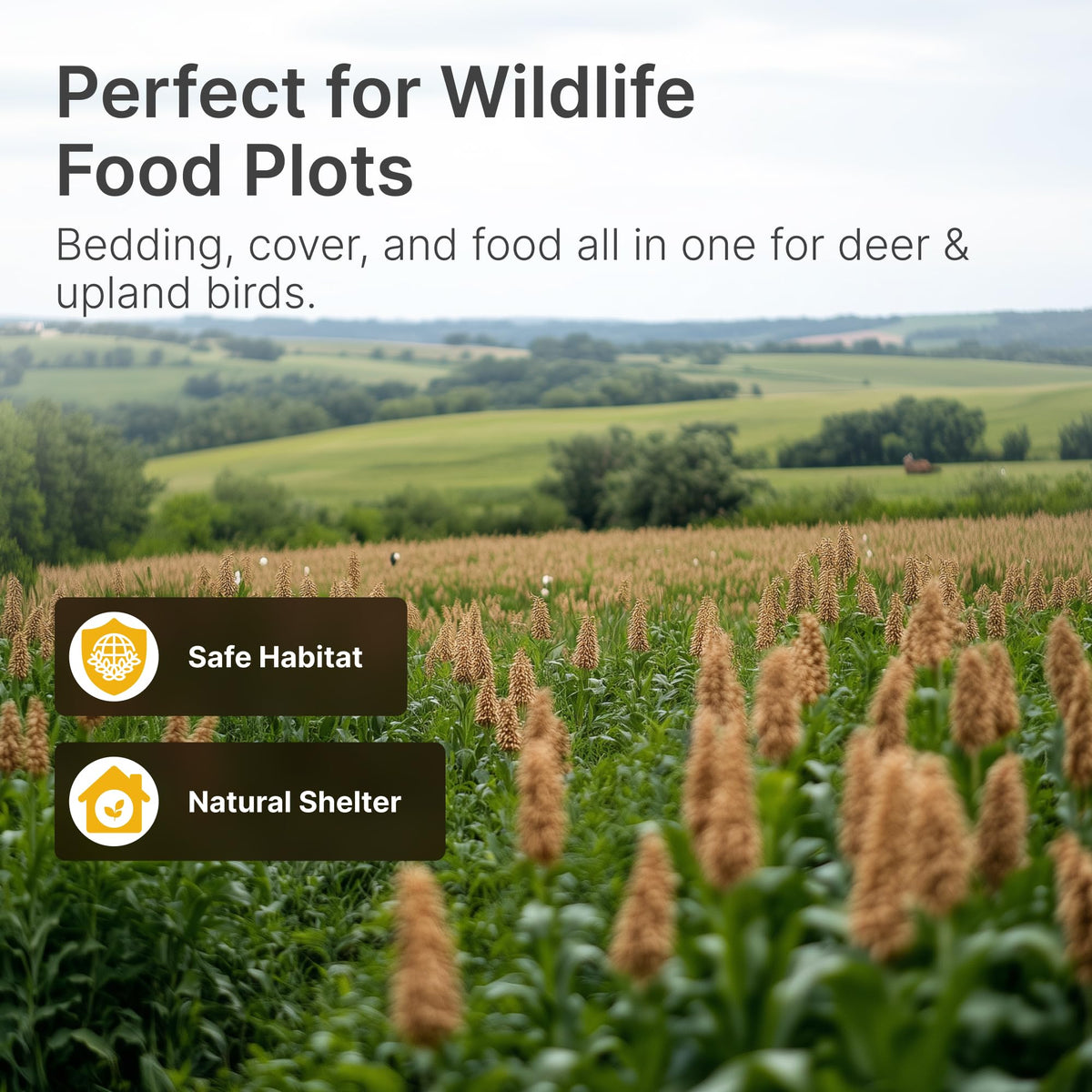 Hit List Seed Grain Sorghum field stand supports deer forage