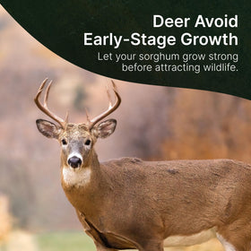 Hit List Seed Grain Sorghum germination quick-start for fast growth