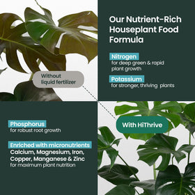 HiThrive fiddle leaf fig care image demonstrates easy feeding for large leaves.