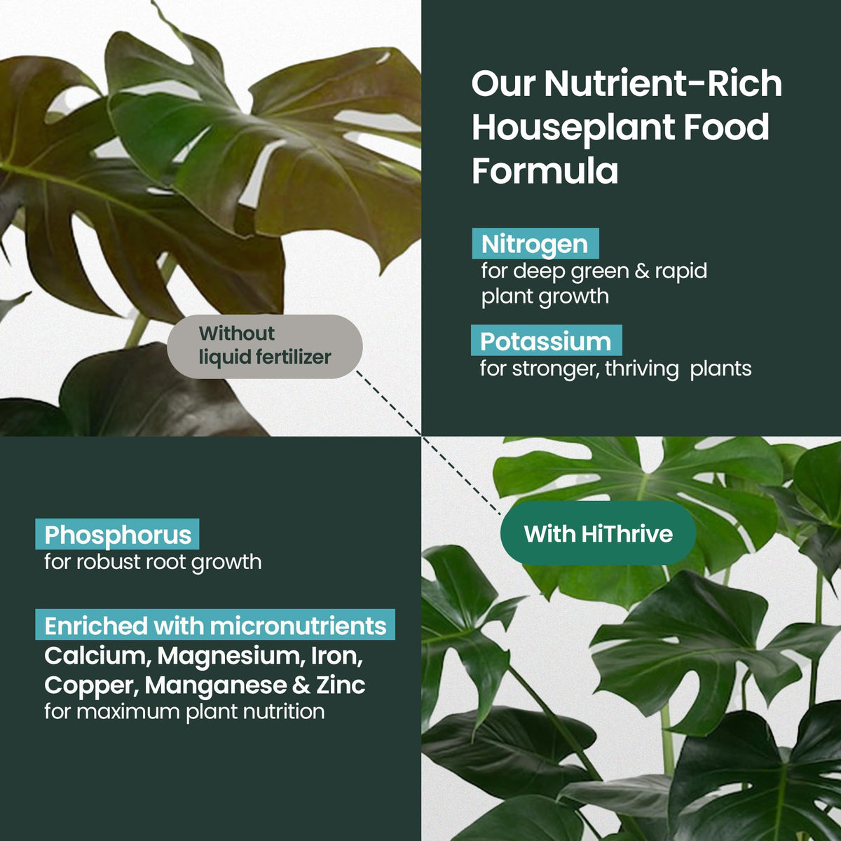 HiThrive fiddle leaf fig with lush, vibrant leaves after feeding