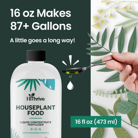 HiThrive greener leaves indoor plants image highlights lush, thick foliage.