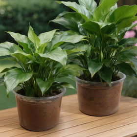 HKKZYT reusable plastic nursery pots are easy to clean