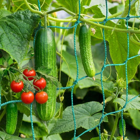 HOECMRHP Trellis Netting provides sturdy climbing support for cucumbers and tomatoes.