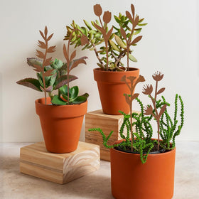 Hogardeck six-piece set offers instant garden decor with minimal maintenance.