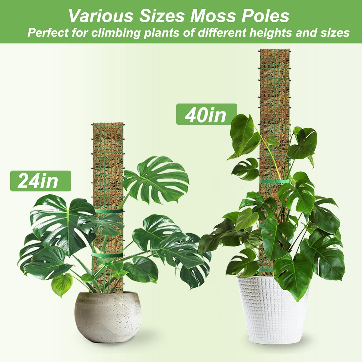 HOLANHING D Shape Moss Pole 40-inch mesh detail aids root attachment