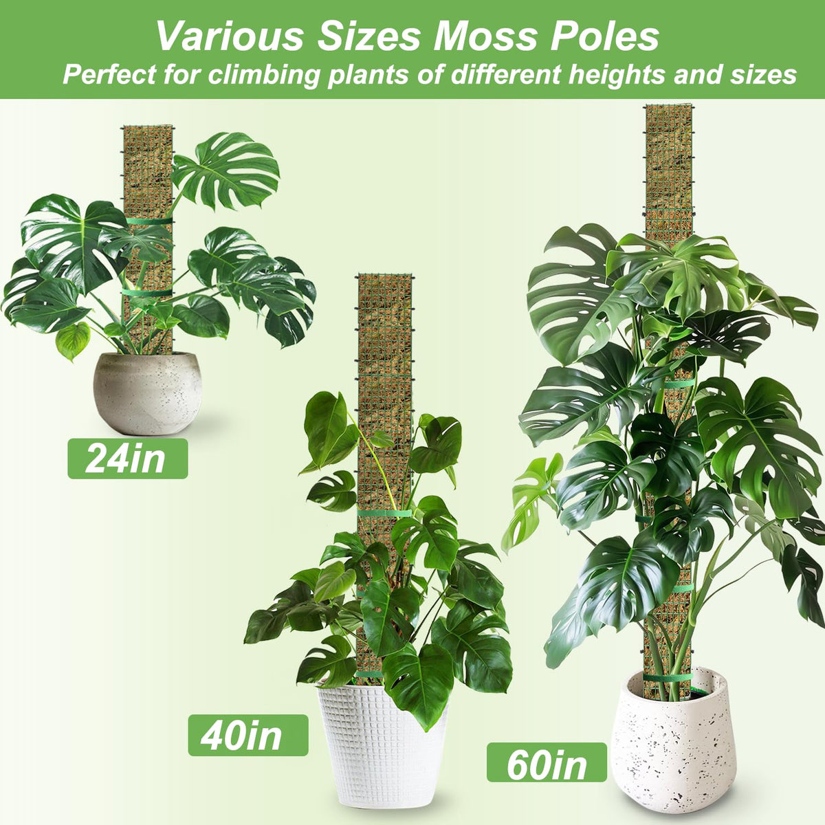 HOLANHING D shape moss pole 40 inch supports upward growth for vines