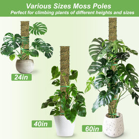 HOLANHING D shape moss pole 40 inch supports upward growth for vines